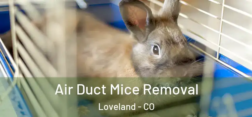 Air Duct Mice Removal Loveland - CO